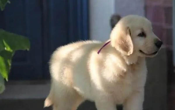 中年狗狗會得細小病毒嗎