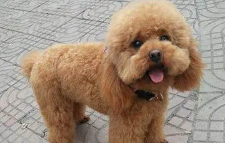 如何看貴賓犬的年齡