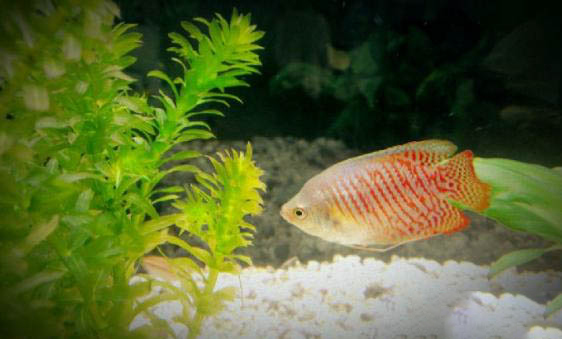 星點(diǎn)龍魚可以和鸚鵡魚混養(yǎng)嗎