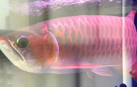 魚漲肚子有哪些原因