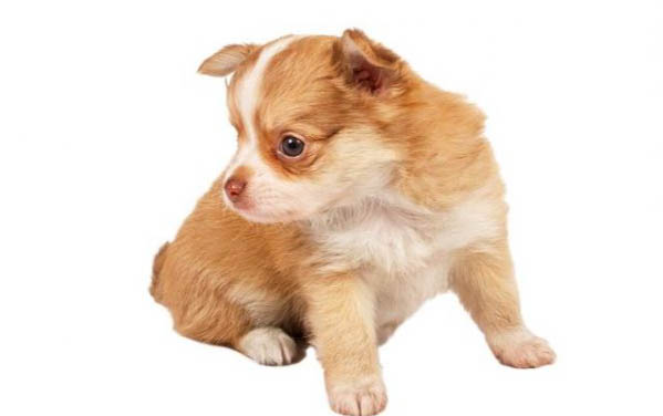 棉花面紗犬哪里有賣