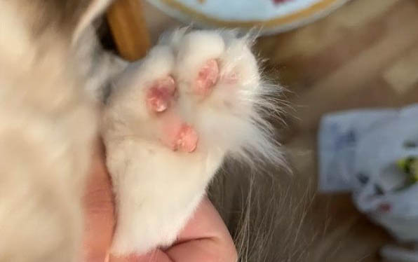 貓咪拉黃稀透明粘液