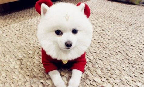 狗為什么要刨地板磚