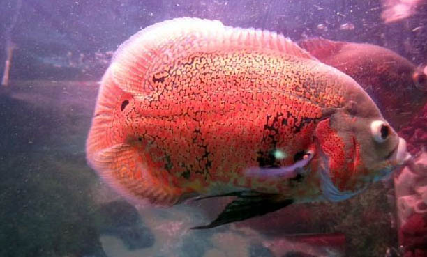 金魚魚鱗掉了還能長出來嗎為什么