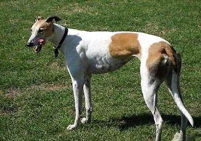 格力犬如何訓練抓兔子