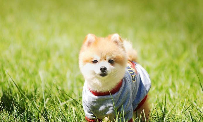 四個月的狗狗感冒了吃什么藥