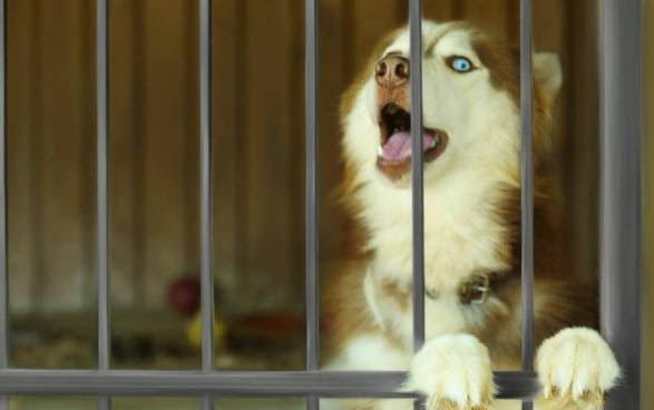 狗狗剃了毛身上很燙