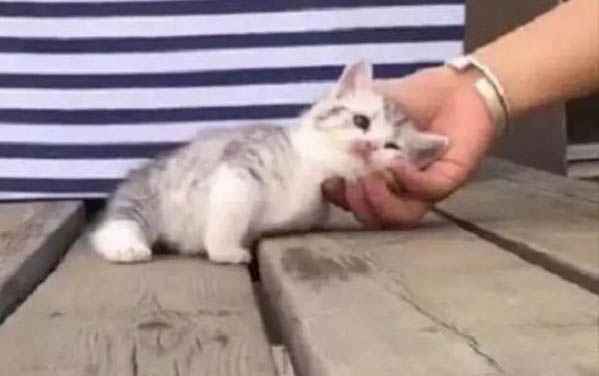 貓咪掉胡須是什么原因