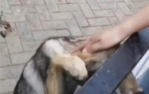 被狗狗爪子抓破皮需要打針嗎