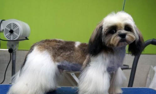 修剪西施犬臉毛簡單教程