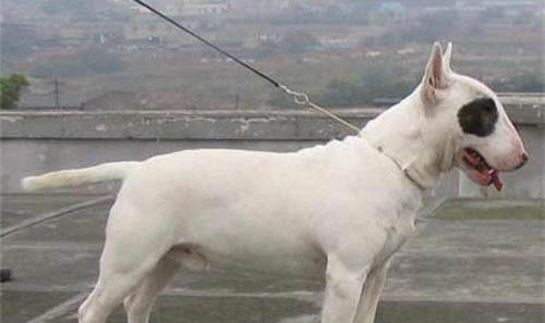 法國斗牛犬體內炎癥如何消炎