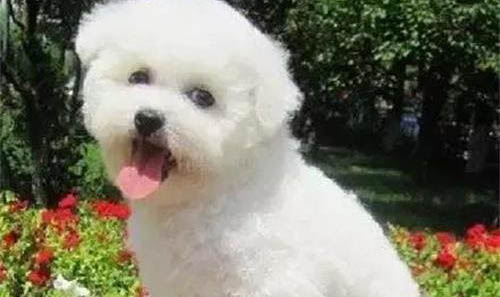 幼犬地包天換牙后會改善嗎？