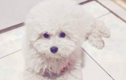 狗吃撐了揉肚子有用嗎