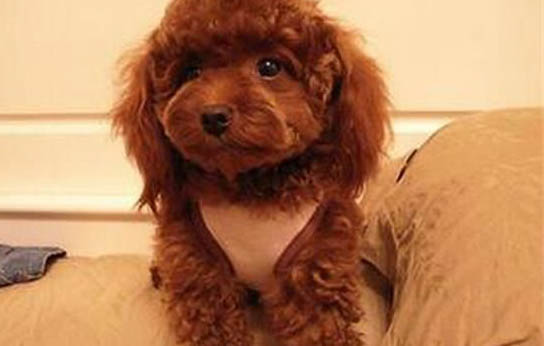 貴賓犬多久洗一次澡