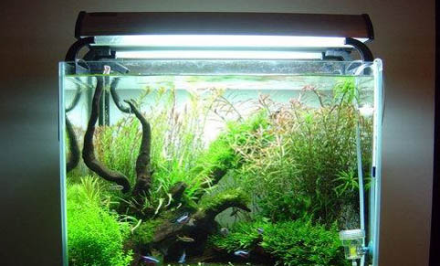 魚缸養熱帶魚的注意事項？