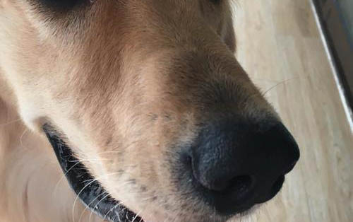 狗狗打狂犬疫苗多少錢
