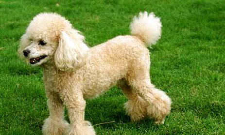 貴賓犬每天吃多少狗糧