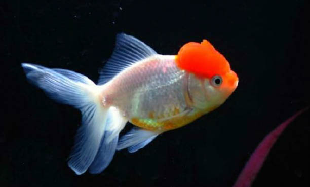 烏龜可以和魚一起養可以嗎