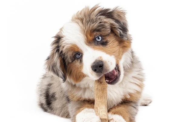 德國牧羊犬哪里有賣