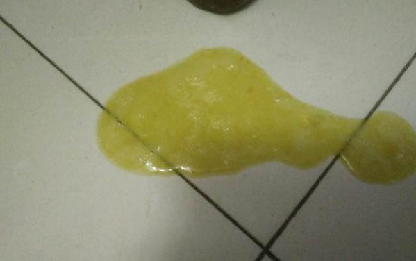 泰迪狗懷孕有哪些征兆?