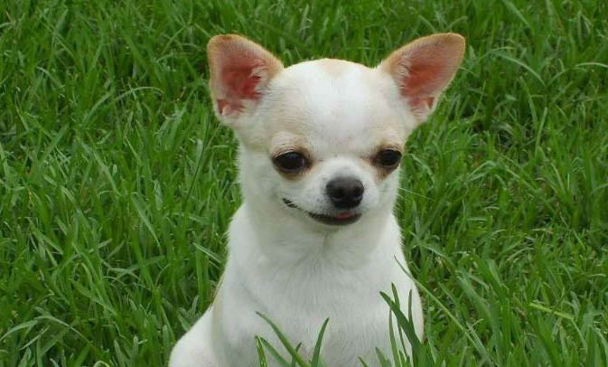 小型犬什么好養