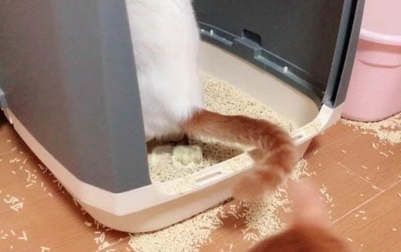 小貓感冒了怎么辦?