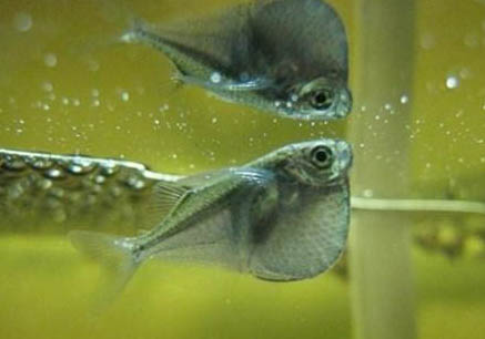 刮東風(fēng)魚(yú)不咬鉤怎么辦