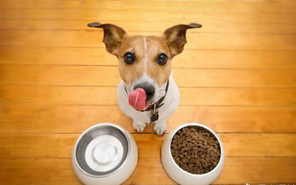 狗狗長(zhǎng)期吃雞胸肉好嗎？