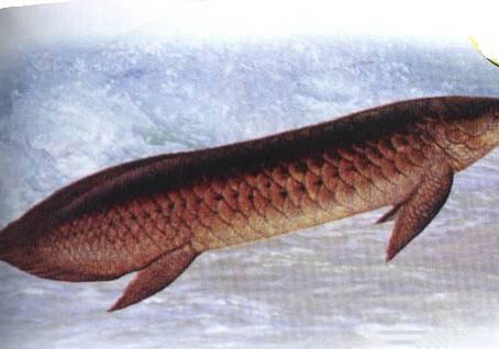 夏天家庭養(yǎng)魚怎么樣避暑啊
