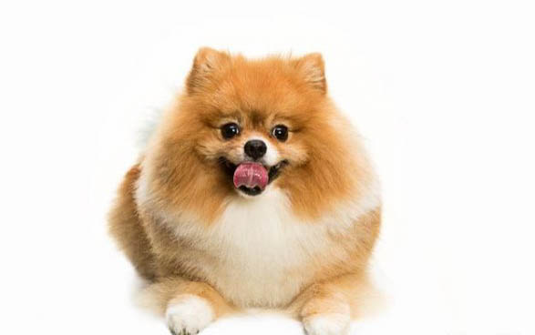 博美犬一般多大換牙