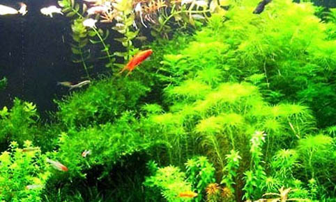 為什么魚缸的水總是變綠怎么辦