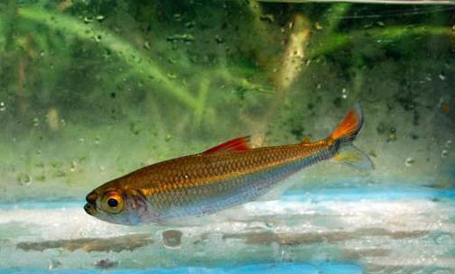 自來水養(yǎng)魚的注意事項