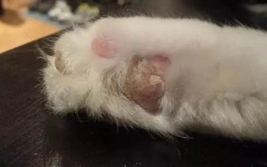 請問貓咪嘔吐的原因及處理方法？