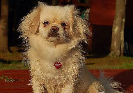 平毛尋回獵犬半夜突然叫是什么原因