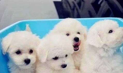 比熊犬和泰迪哪個貴
