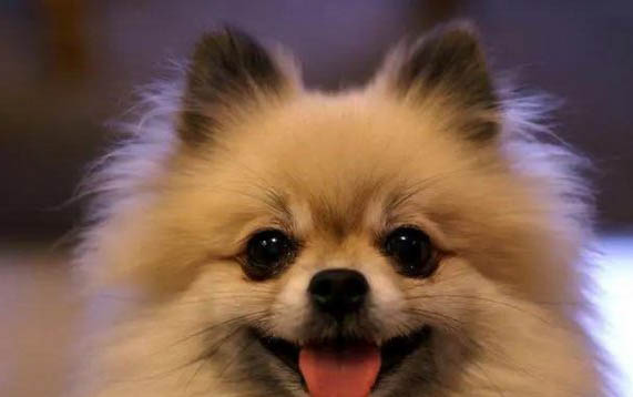 狗狗發燒摸哪里