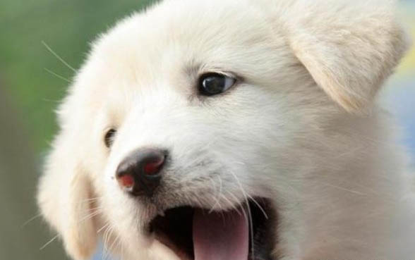 狗狗為什么會得犬瘟