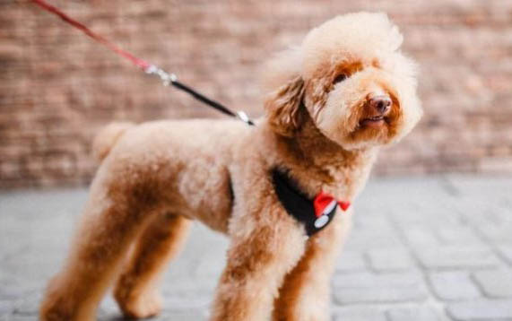 泰迪犬嘔吐怎么治療