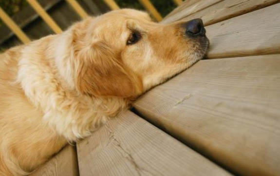 怎么判斷狗有沒有狂犬病毒攜帶