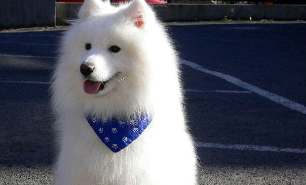 薩摩耶多久能吃成犬糧啊