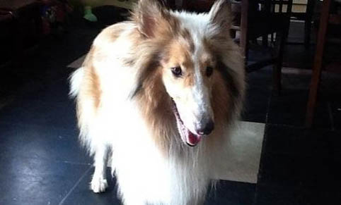 八哥犬是哪個國家的犬種