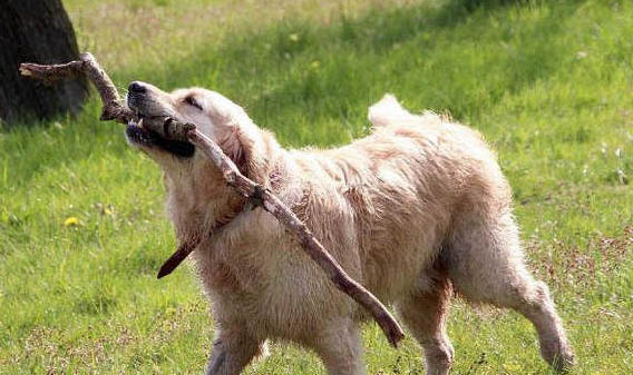 金毛犬如何飼養