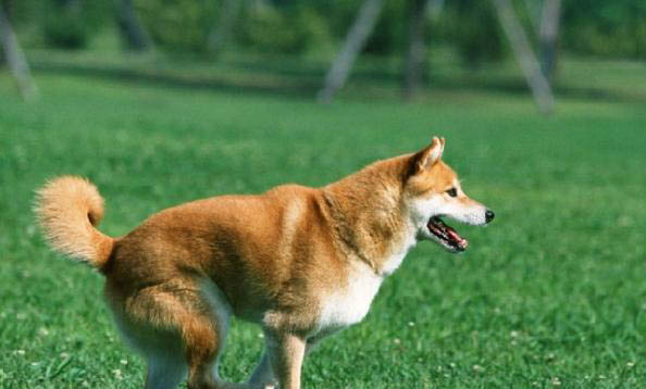 狗狗剪指甲剪到血線怎么止血啊