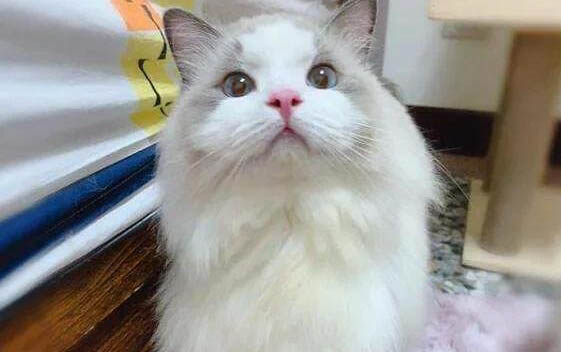 小貓感冒了會有什么癥狀