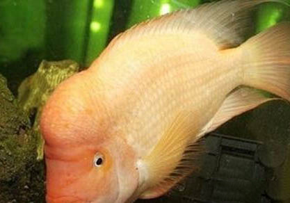 養(yǎng)剛出生的孔雀魚需要注意什么