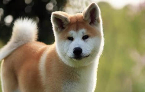 柴犬和秋田犬哪個好養(yǎng)