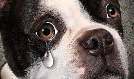 棉花面紗犬哪里有賣