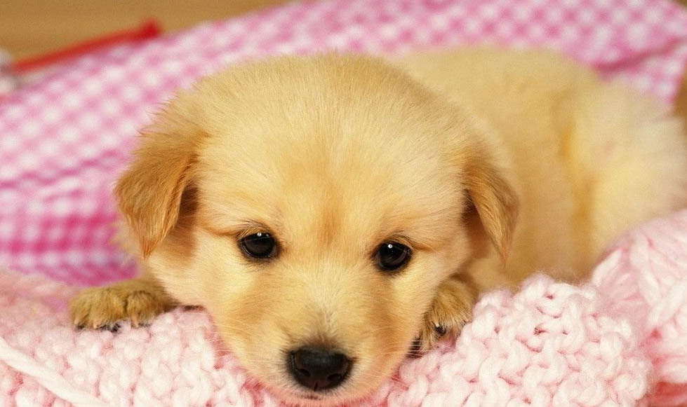 狗狗總拉稀是怎么回事