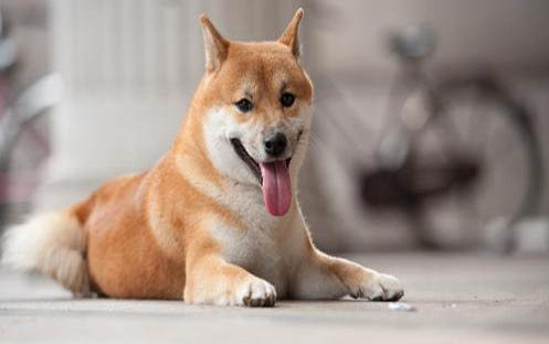 狗狗肛門腺可以擠嗎