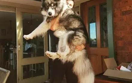 阿拉斯加巨型犬多少錢一只幼犬
